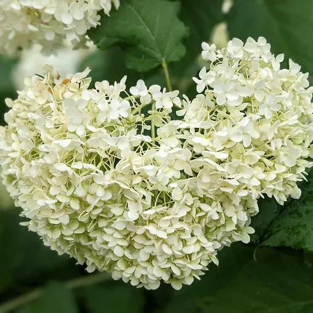 Le Postillion 호텔